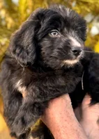 Scout, a female Miniature Aussiedoodle for sale in Sacramento, CA – 1 of 3