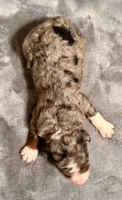 Maggie, a female Miniature Bernedoodle for sale in Sacramento, CA – 3 of 4