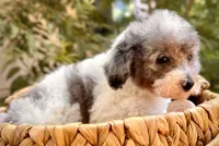 Poppy, a female Poodle - Miniature  for sale in Sacramento, CA – 2 of 4