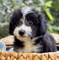 River, a male Miniature Aussiedoodle for sale in Sacramento, CA – 2 of 5