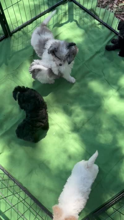 Pippin, a male Poodle - Miniature  for sale in Sacramento, CA – 4 of 4