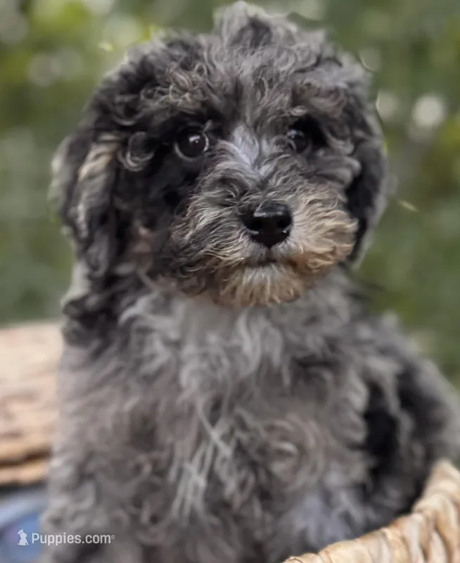 Indie – Miniature Bernedoodle puppy for sale in Sacramento, CA