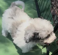 Pippin, a male Poodle - Miniature  for sale in Sacramento, CA – 4 of 8