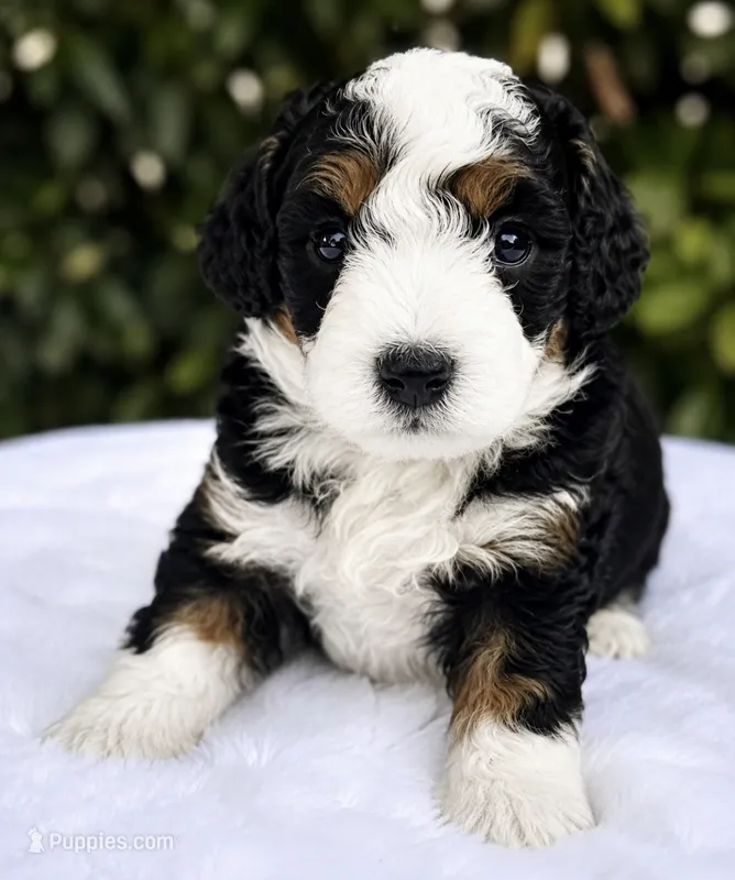 Sully – Miniature Bernedoodle puppy for sale in Sacramento, CA