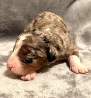 Maggie, a female Miniature Bernedoodle for sale in Sacramento, CA – 4 of 4