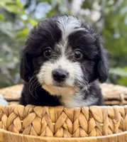 River, a male Miniature Aussiedoodle for sale in Sacramento, CA – 1 of 5