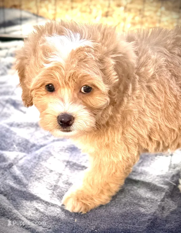 Flora – Miniature Bernedoodle puppy for sale in Sacramento, CA