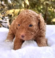 Autumn , a female Miniature Bernedoodle for sale in Sacramento, CA – 2 of 2