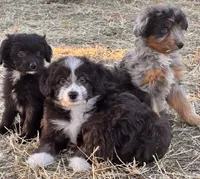 River, a male Miniature Aussiedoodle for sale in Sacramento, CA – 5 of 5