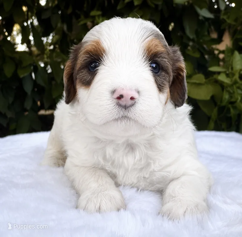Murphy – Miniature Bernedoodle puppy for sale in Sacramento, CA