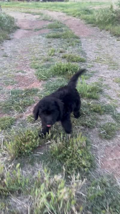 Knox, a male Miniature Goldendoodle for sale in Sacramento, CA – 2 of 3