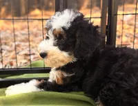 Sully, a male Miniature Bernedoodle for sale in Sacramento, CA – 6 of 9