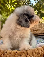 Pippin, a male Poodle - Miniature  for sale in Sacramento, CA – 2 of 8
