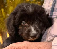 Scout, a female Miniature Aussiedoodle for sale in Sacramento, CA – 2 of 3