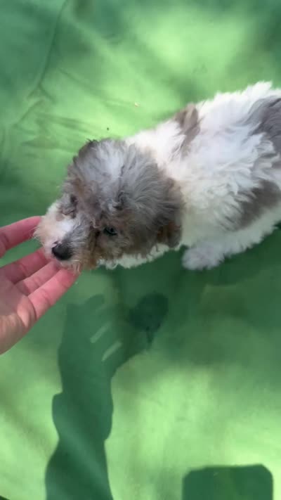 Poppy, a female Poodle - Miniature  for sale in Sacramento, CA – 4 of 4