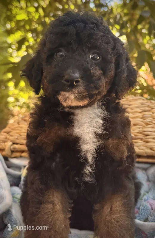Briar – Poodle - Miniature  puppy for sale in Sacramento, CA