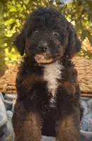 Briar, a male Poodle - Miniature  for sale in Sacramento, CA – 1 of 3