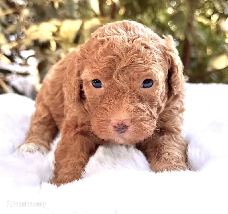 Autumn  – Miniature Bernedoodle puppy for sale in Sacramento, CA