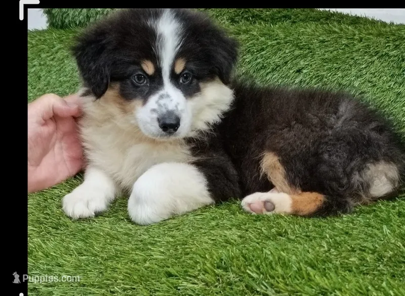 Black girl – Australian Shepherd puppy for sale in Fort Worth, TX