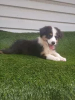 Sassy, a female Australian Shepherd for sale in Texas, TX – 9 of 10