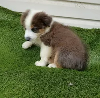 Hank, a male Australian Shepherd for sale in Texas, TX – 7 of 10