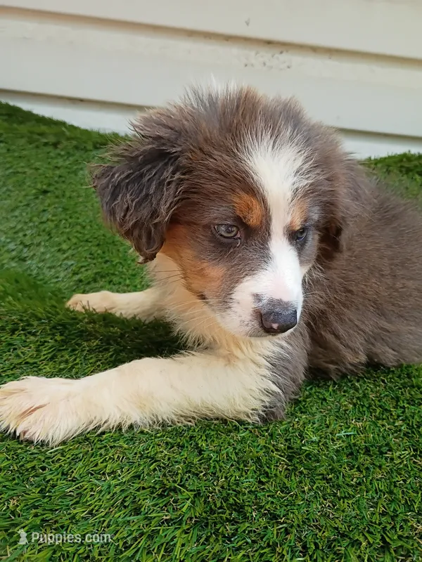 Shiba – Australian Shepherd puppy for sale in Texas, TX