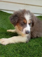 Shiba, a female Australian Shepherd for sale in Texas, TX – 1 of 10