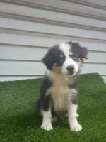 Sassy, a female Australian Shepherd for sale in Texas, TX – 8 of 10