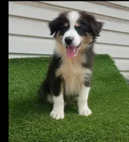 Sassy, a female Australian Shepherd for sale in Texas, TX – 3 of 10