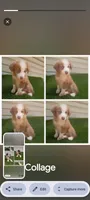 Cupcake , a female Australian Shepherd for sale in Texas, TX – 3 of 10