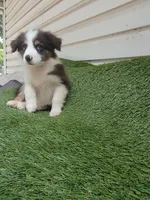Sissy, a female Australian Shepherd for sale in Texas, TX – 6 of 9