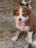 Handsome hank, a male Australian Shepherd for sale in Texas, TX – 6 of 9