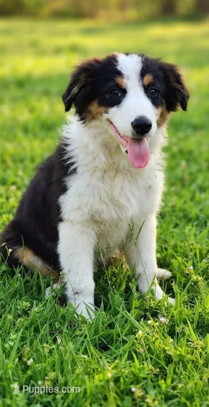 Sissy – Australian Shepherd puppy for sale in Fort Worth, TX
