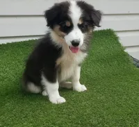 Sassy, a female Australian Shepherd for sale in Texas, TX – 5 of 10