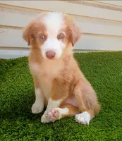 Cupcake , a female Australian Shepherd for sale in Texas, TX – 2 of 10