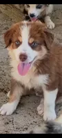 Handsome hank, a male Australian Shepherd for sale in Texas, TX – 9 of 9