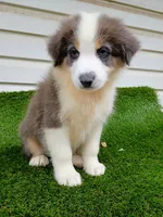 Hank, a male Australian Shepherd for sale in Texas, TX – 4 of 10