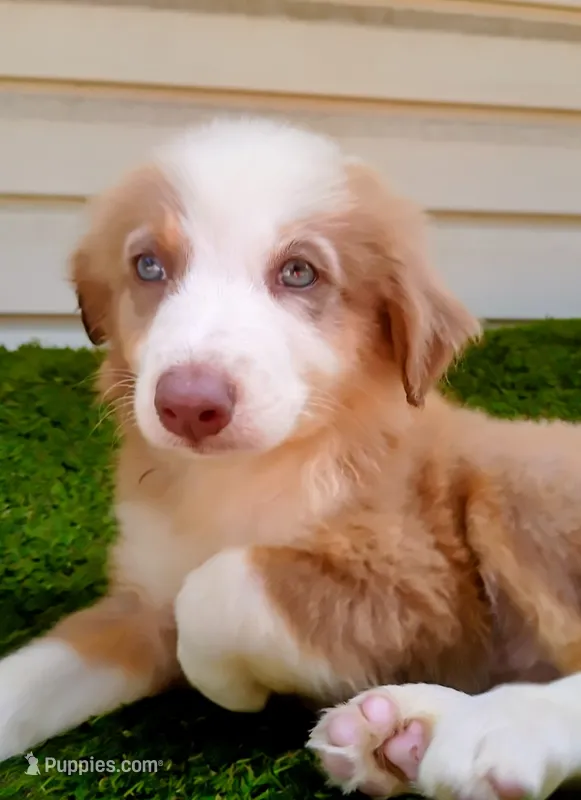 Cupcake  – Australian Shepherd puppy for sale in Texas, TX