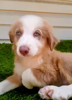 Cupcake , a female Australian Shepherd for sale in Texas, TX – 1 of 10