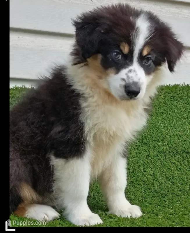 Black girl – Australian Shepherd puppy for sale in Texas, TX