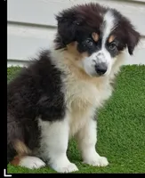 Black girl, a female Australian Shepherd for sale in Texas, TX – 1 of 8