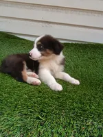 Sissy, a female Australian Shepherd for sale in Texas, TX – 9 of 9