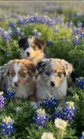 Oreo, a male Australian Shepherd for sale in Texas, TX – 7 of 10