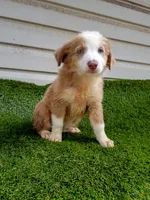 Cupcake , a female Australian Shepherd for sale in Texas, TX – 10 of 10