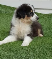Black girl, a female Australian Shepherd for sale in Texas, TX – 5 of 8