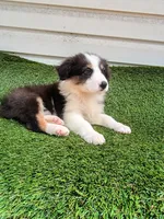 Sissy, a female Australian Shepherd for sale in Texas, TX – 3 of 9
