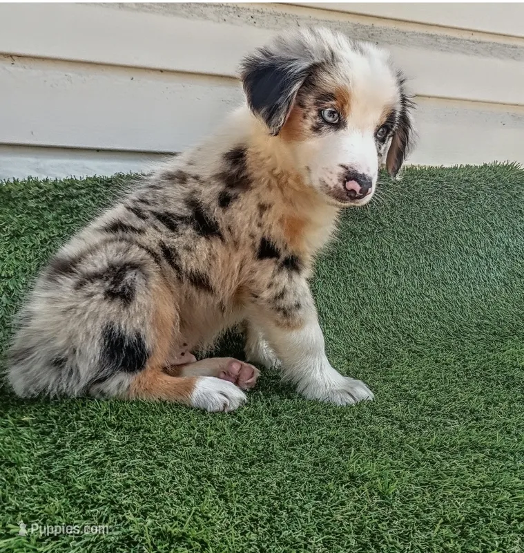 Oreo – Australian Shepherd puppy for sale in Fort Worth, TX
