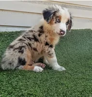 Oreo, a male Australian Shepherd for sale in Texas, TX – 9 of 10