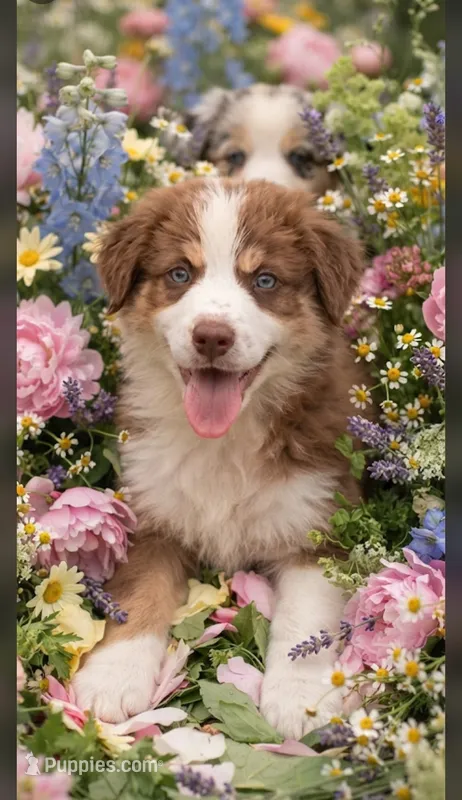 Handsome hank – Australian Shepherd puppy for sale in Texas, TX