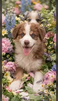 Handsome hank, a male Australian Shepherd for sale in Texas, TX – 1 of 9